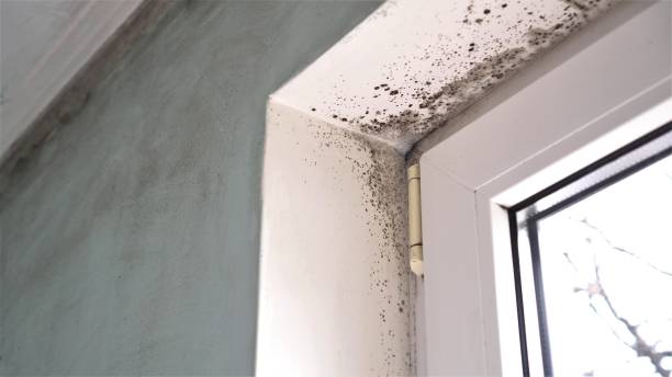 Best Mold Damage Restoration  in River Ridge, FL