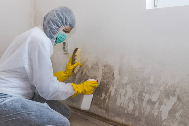 Best Airborne Mold Testing  in River Ridge, FL