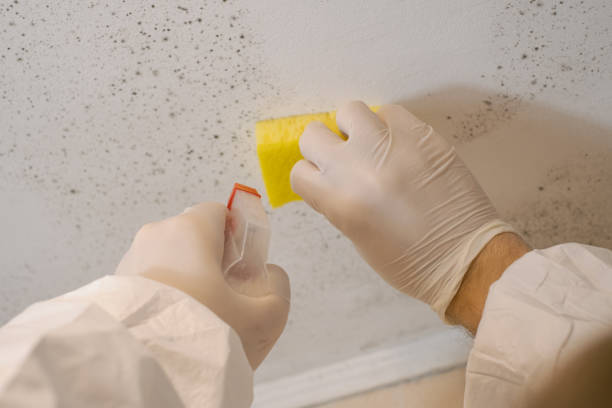 Best Mold Remediation for Healthcare Facilities  in River Ridge, FL