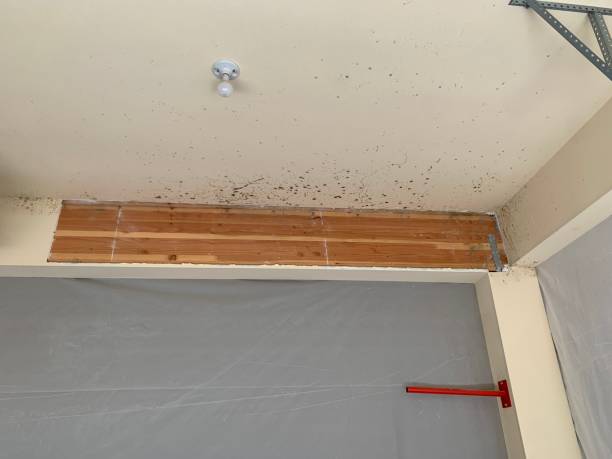 Best Industrial Mold Remediation  in River Ridge, FL