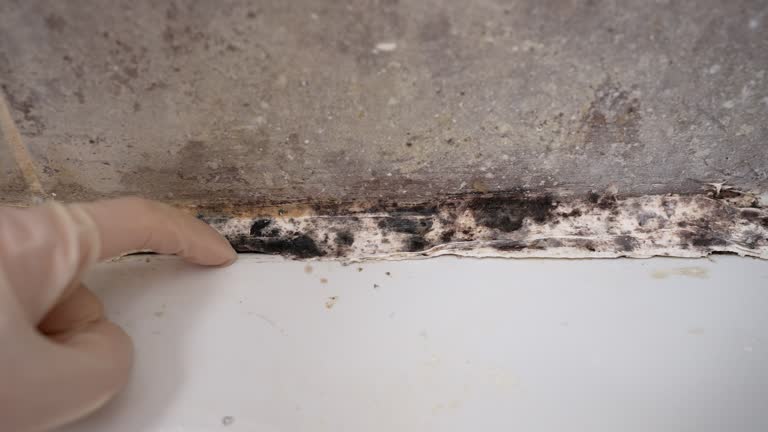 Biohazard Mold Removal in River Ridge, FL