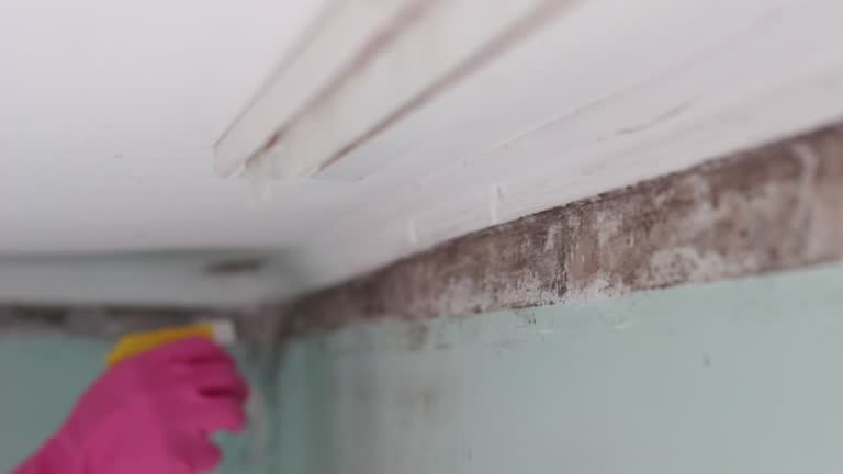 Best Real Estate Mold Inspection  in River Ridge, FL