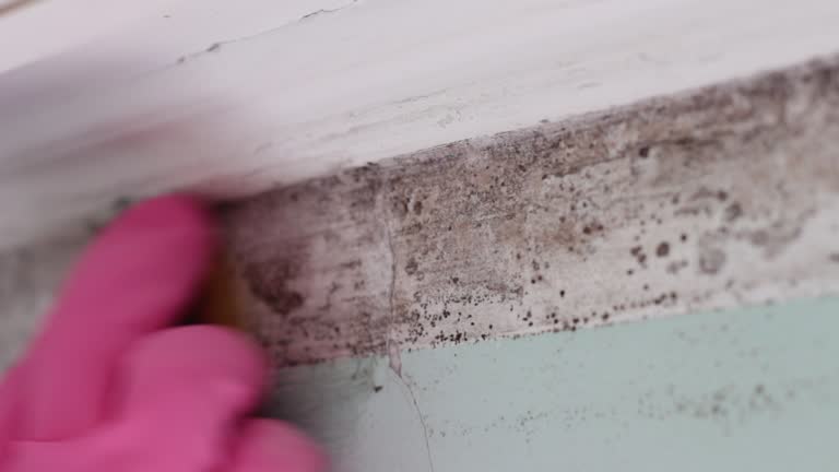 Best Asbestos and Lead Testing During Mold Inspection  in River Ridge, FL